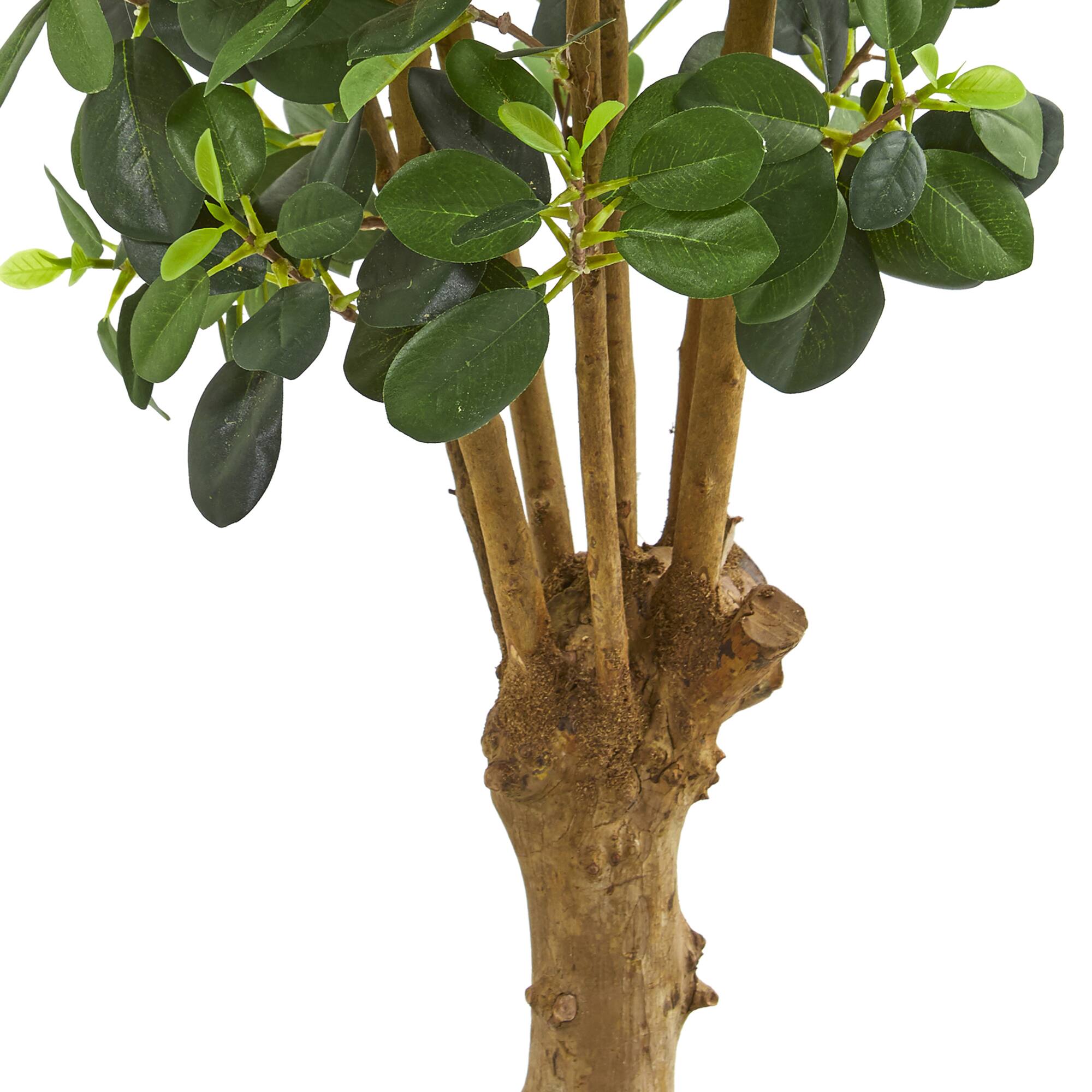 3ft. Potted Panda Ficus Tree